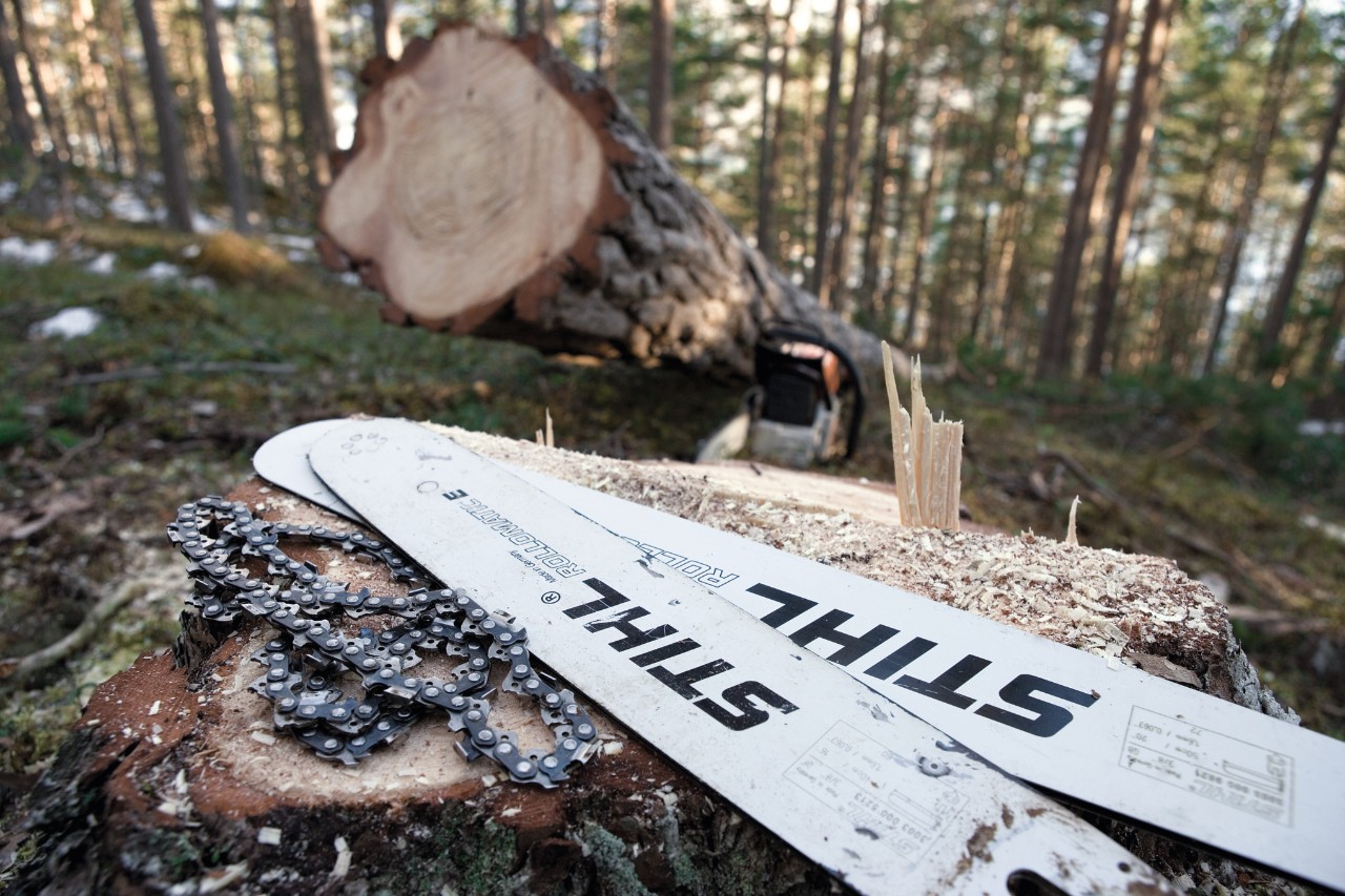 Dwie prowadnice STIHL Rollomatic E i jedna prowadnica STIHL Super leżą na pniu obok ściętego drzewa w lesie