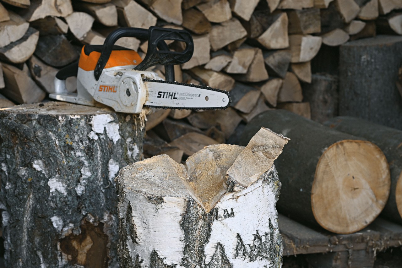 Akumulatorowa pilarka łańcuchowa STIHL MSA 120 i pień drzewa z wyciętym wcięciem