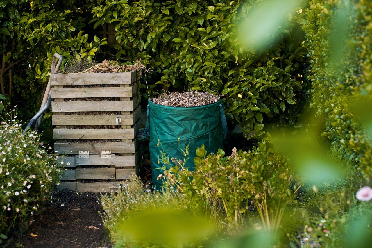 A wooden compost bin with leaf bin alongside, in front of a hedge