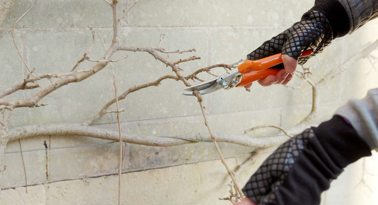 Woody branches being cut with STIHL PG 20 bypass secateurs