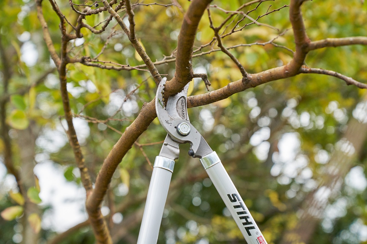 Prześwietlanie korony drzewa nożycami STIHL Bypass PB 11