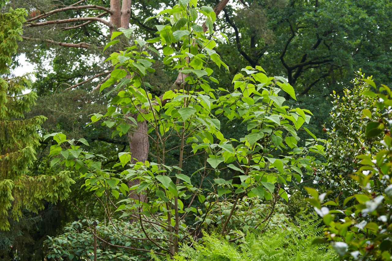 Paulownia omszona – wyjątkowo szybko rosnące drzewo liściaste o dużych liściach