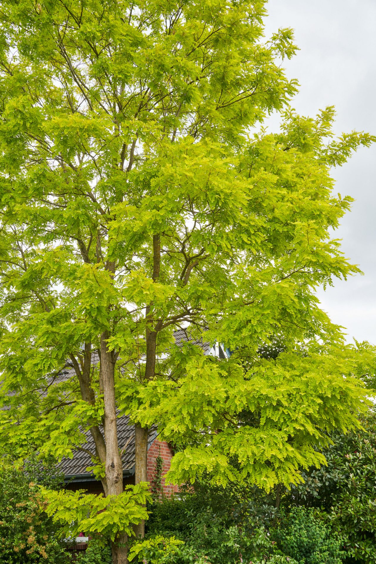 Robinia akacjowa z żółto-zielonymi liśćmi