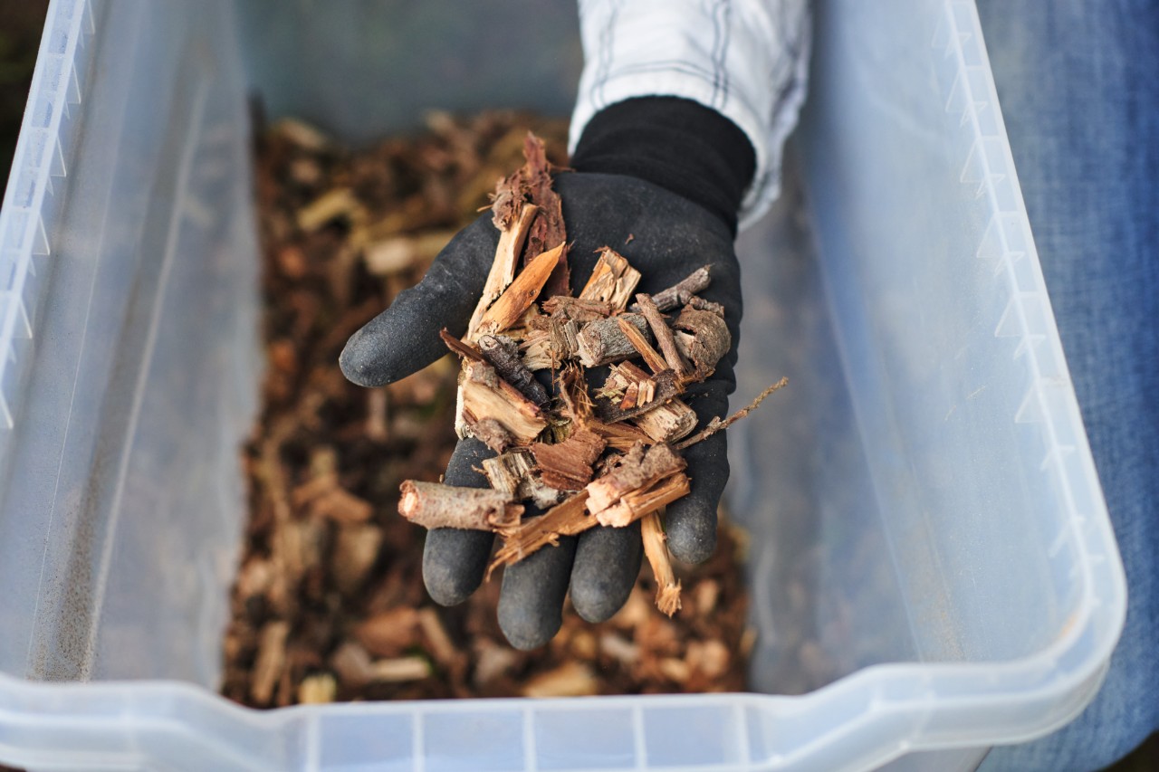 Zbliżenie na dłoń w rękawicy trzymającą rozdrobnione kawałki tui nad plastikowym pudełkiem 