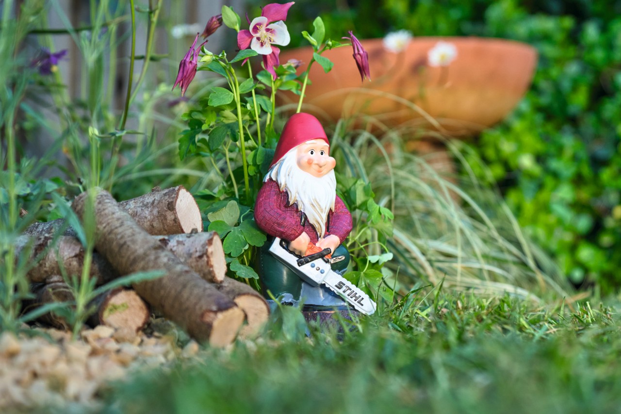 Krasnal ogrodowy stoi z miniaturową pilarką łańcuchową STIHL na pasie kwietnym