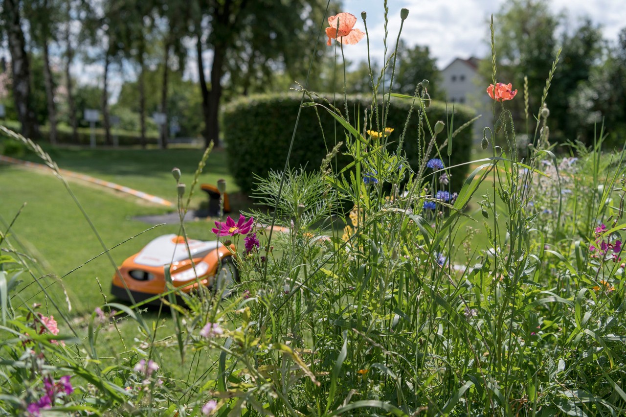 Czerwone maki, chabry i inne polne kwiaty, w tle robot koszący STIHL iMOW® ze stacją ładującą w ogrodzie