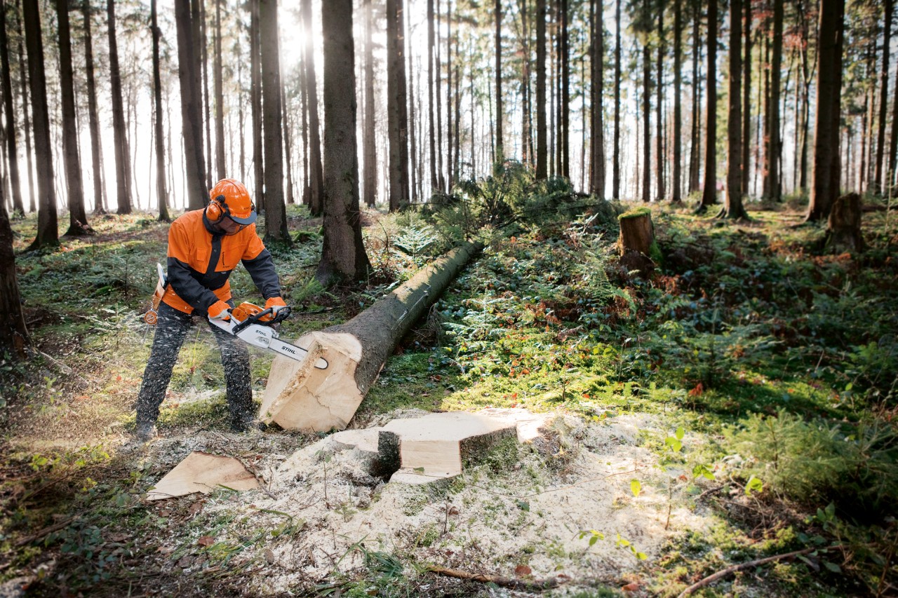 Pień drzewa jest obrabiany za pomocą benzynowej pilarki łańcuchowej STIHL MS 261z M-Tronic z błyskawicznym napinaczem piły łańcuchowej