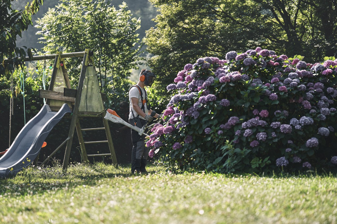 Mężczyzna w sprzęcie chroniącym słuch i twarz stoi z kosą mechaniczną STIHL przed dużym krzewem hortensji 